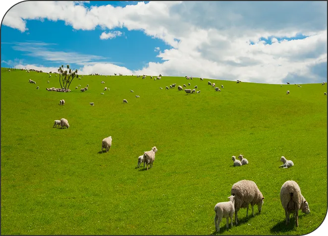 フィリピンｘニュージーランド