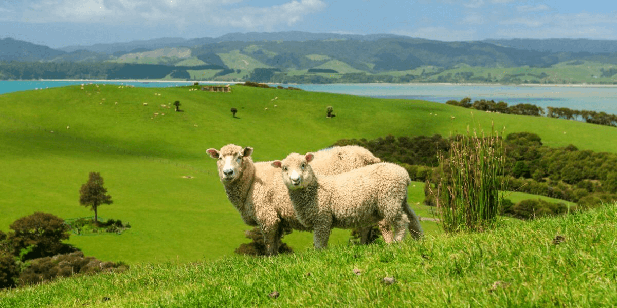 人口よりも羊の数の方が多い自然豊かな国
