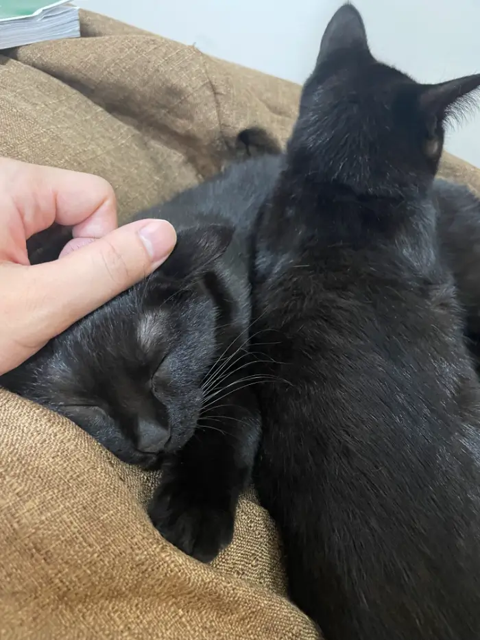 BECI シティキャンパスにいる猫