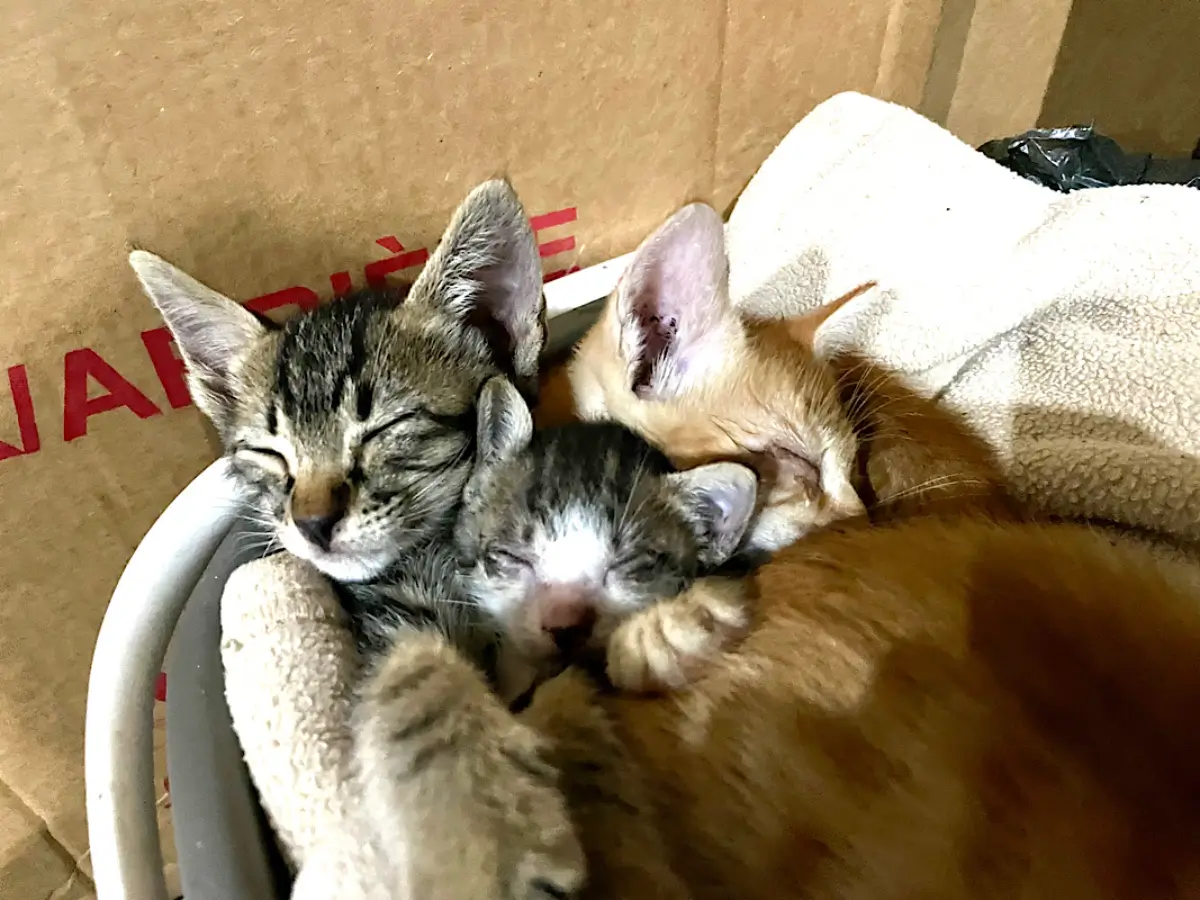 English Fella 2にいる猫