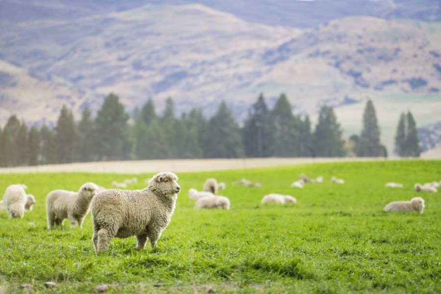 ニュージーランド　ワーキングホリデー　羊