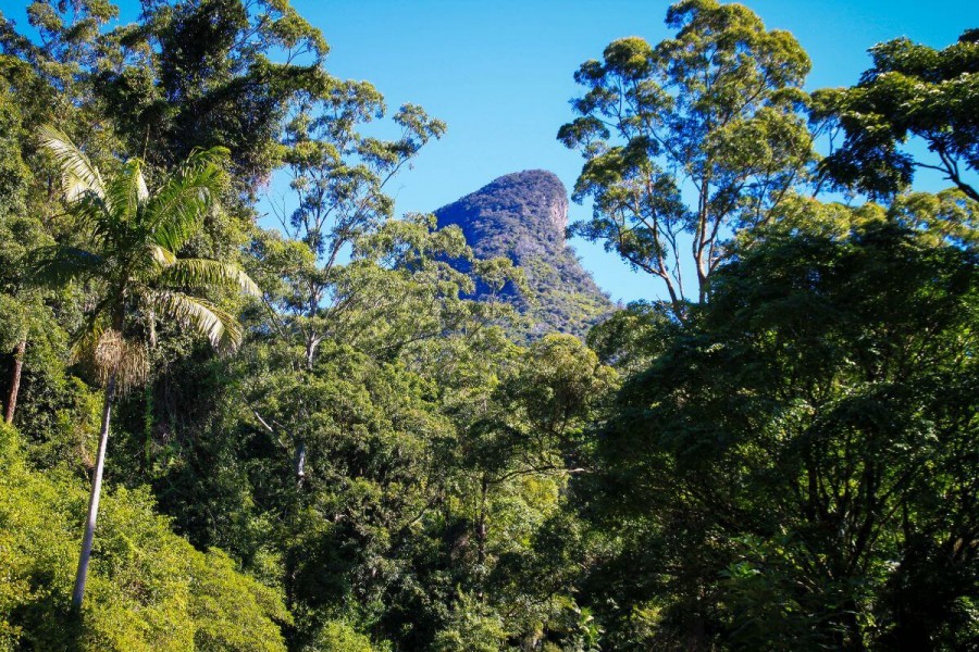 オーストラリア　世界遺産　ゴンドワナ多雨林群