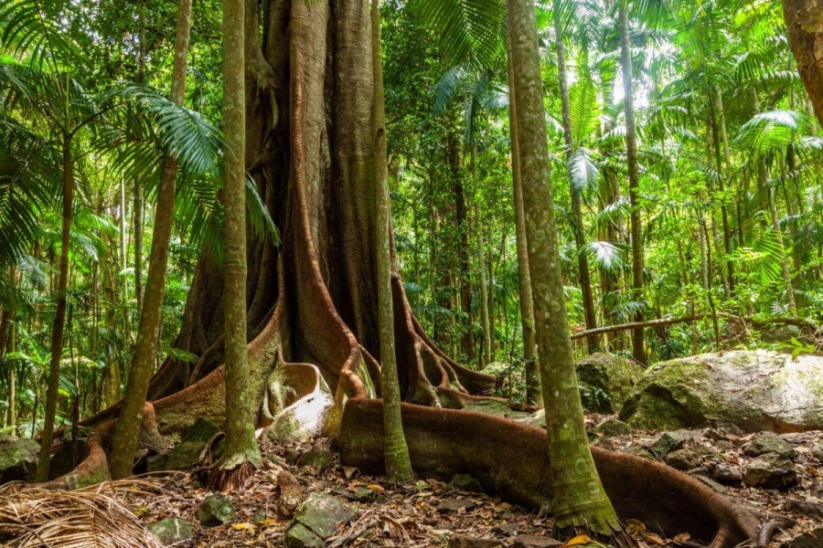 オーストラリア　世界遺産　ゴンドワナ多雨林群