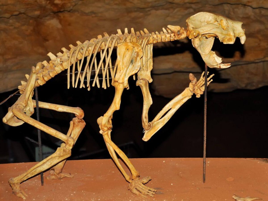 オーストラリア　世界遺産　オーストラリアの哺乳類化石地域