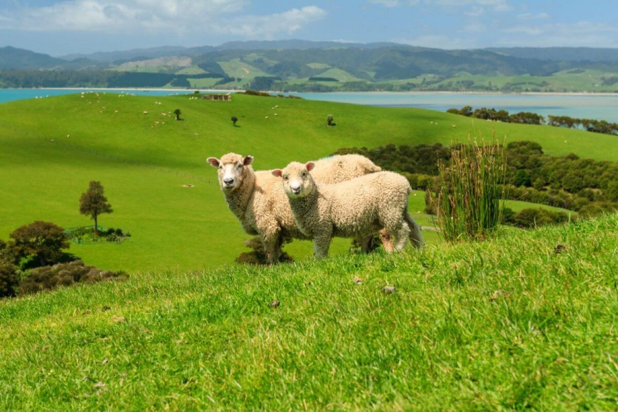 ニュージーランド 留学 魅力 自然