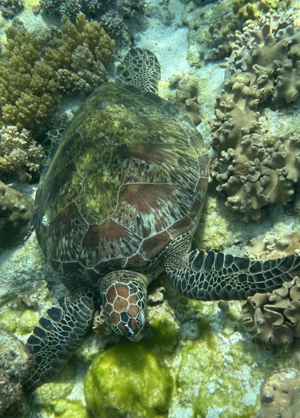 フィリピン(ドゥマゲッティ)という国が好きになりました！ - アポ島でのウミガメウォッチングツアーにて