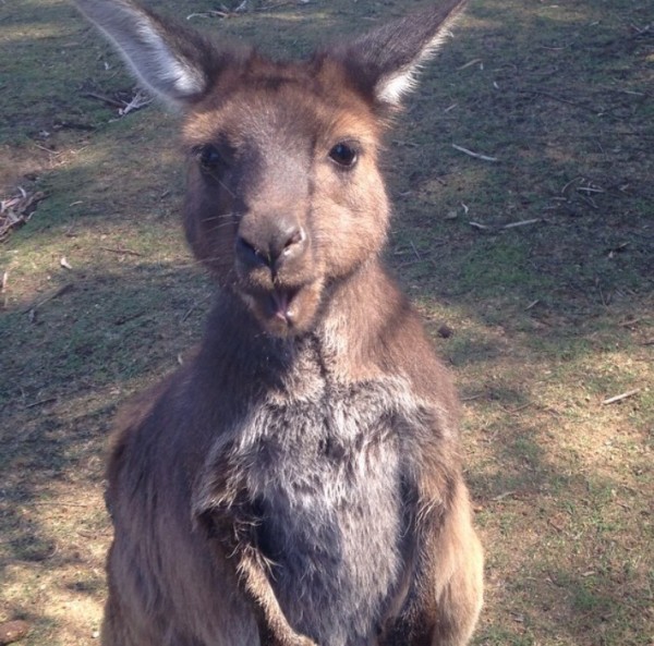 英語で話すことが楽しくなりました。 - カンガルーの赤ちゃん