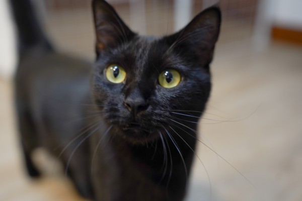 英語で話すことに自信がつきました！ - 猫ちゃんに癒されました????‍⬛