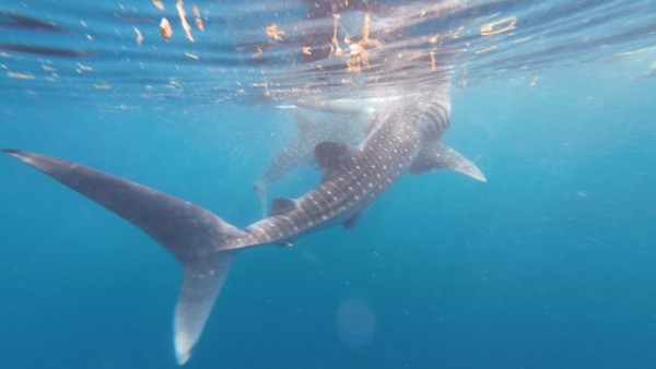 落ち着いた環境で、英語学習に集中したい方におすすめ - 留学中に行ったオスロブでのジンベイザメツ