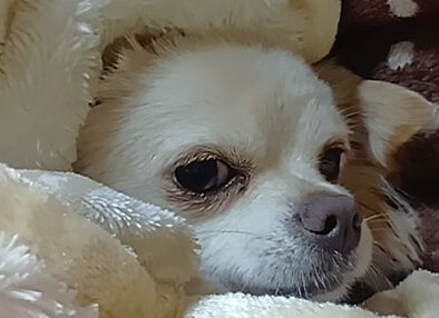 教師の先生の質が高いです。 - 