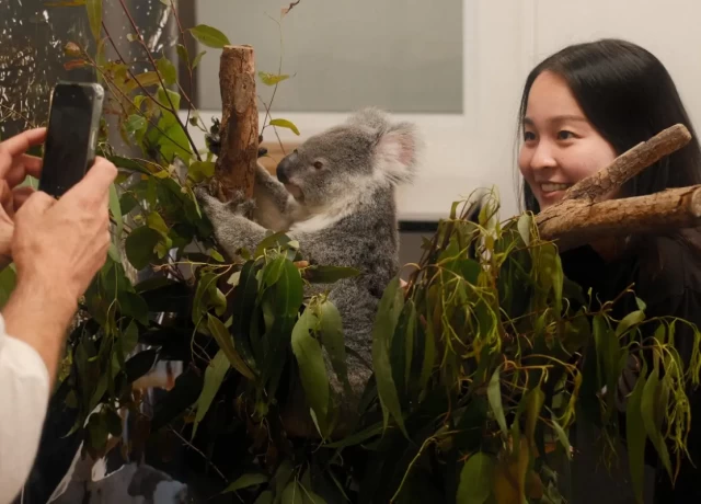 アクティビティ